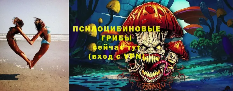 купить  цена  Калининск  Галлюциногенные грибы Magic Shrooms 